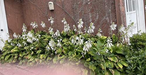 hosta 40 h.jpg